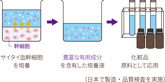 サイタイ血幹細胞を培養→豊富な有用成分を含有した培養液→化粧品原料として応用（日本で製造・品質検査を実施）