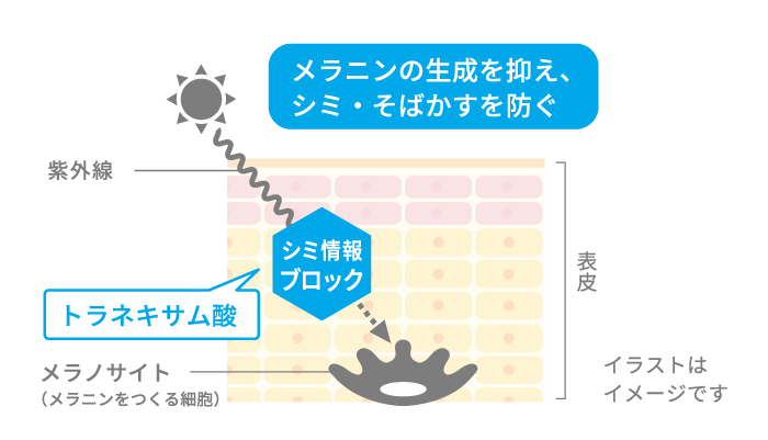 メラニンの生成を抑え、シミ・そばかすを防ぐ