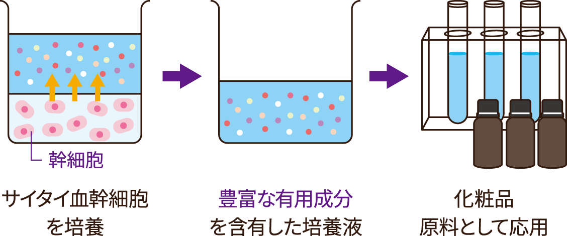 サイタイ血幹細胞を培養→豊富な有用成分を含有した培養液→化粧品原料として応用