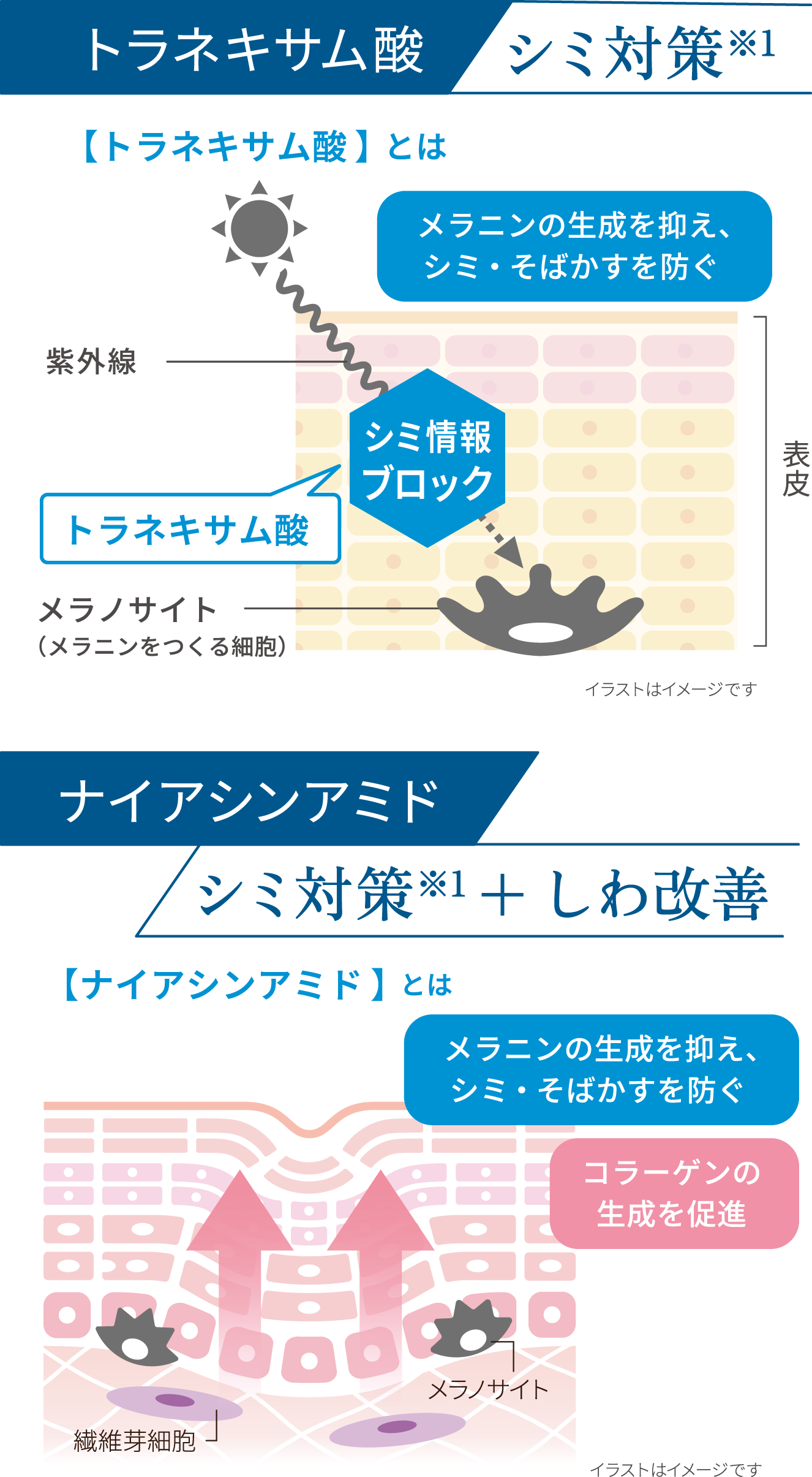 トラネキサム酸：シミ対策※1 【トラネキサム酸】とはメラニンの生成を抑え、シミ・そばかすを防ぐ イラストはイメージです ナイアシンアミド：シミ対策※1＋しわ改善 【ナイアシンアミド】とは メラニンの生成を抑え、シミ・そばかすを防ぐ コラーゲンの生成を促進 イラストはイメージです